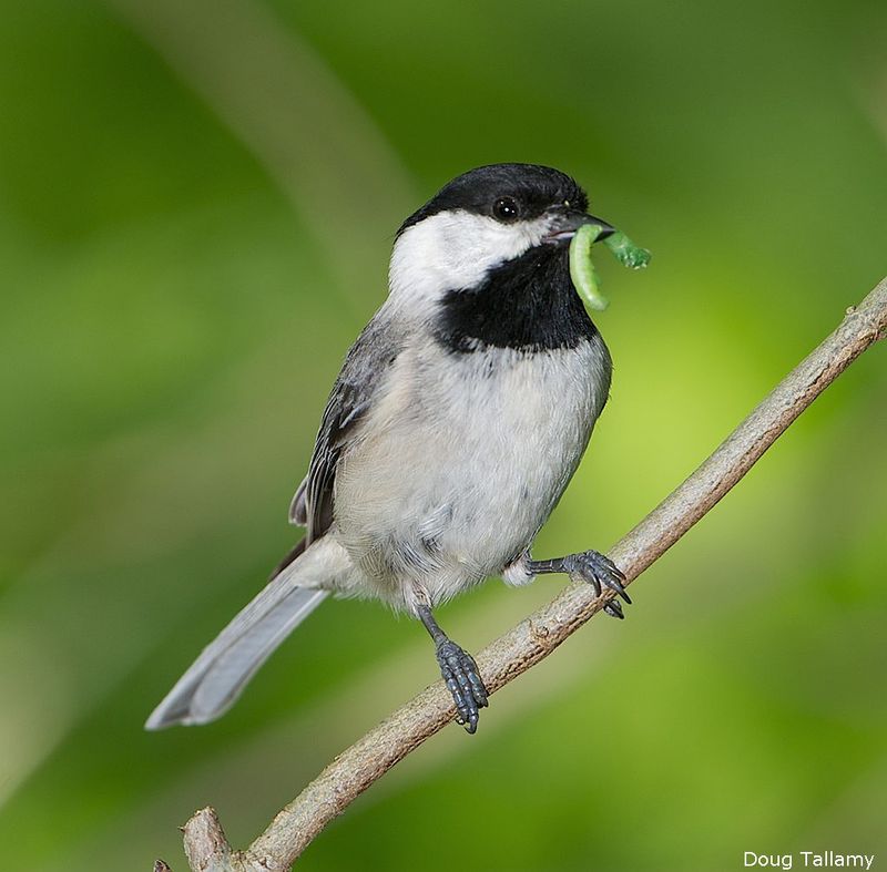 The songbird payoff starts with leaves, not birdseed