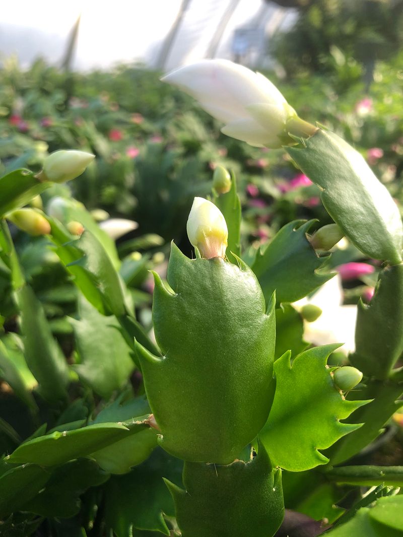 An October feeding is not the bloom switch