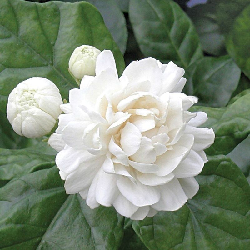 Jasmine fragrance varies by species and compound