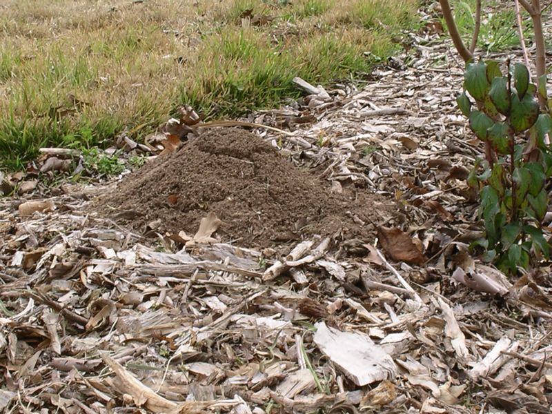 Decide whether the ants actually need control