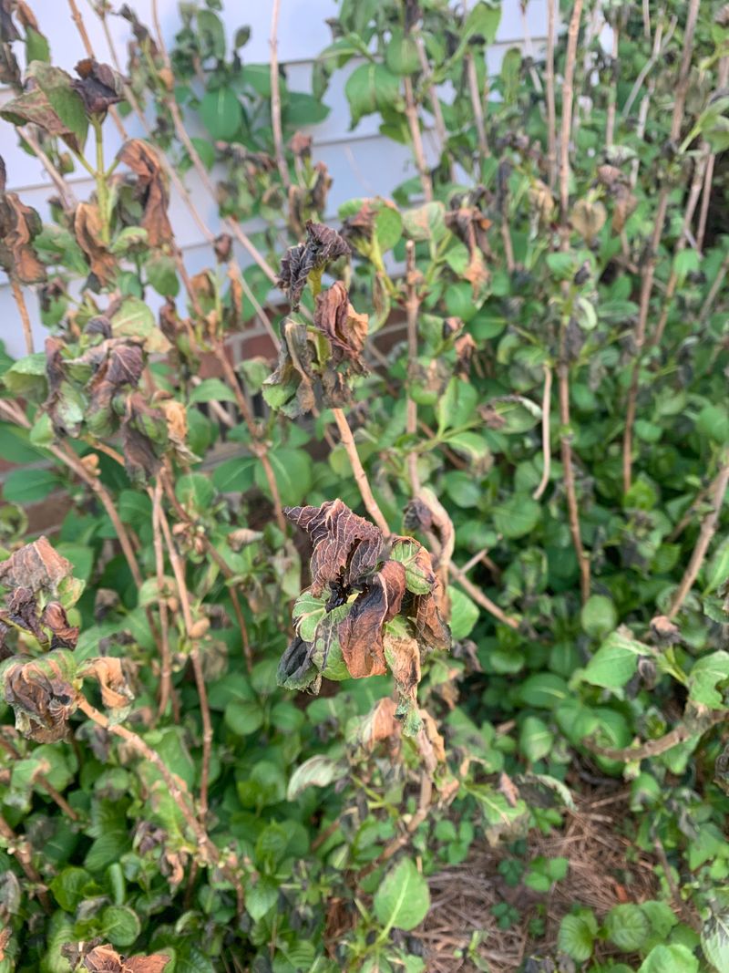 Brown leaves do not prove the whole plant is dead
