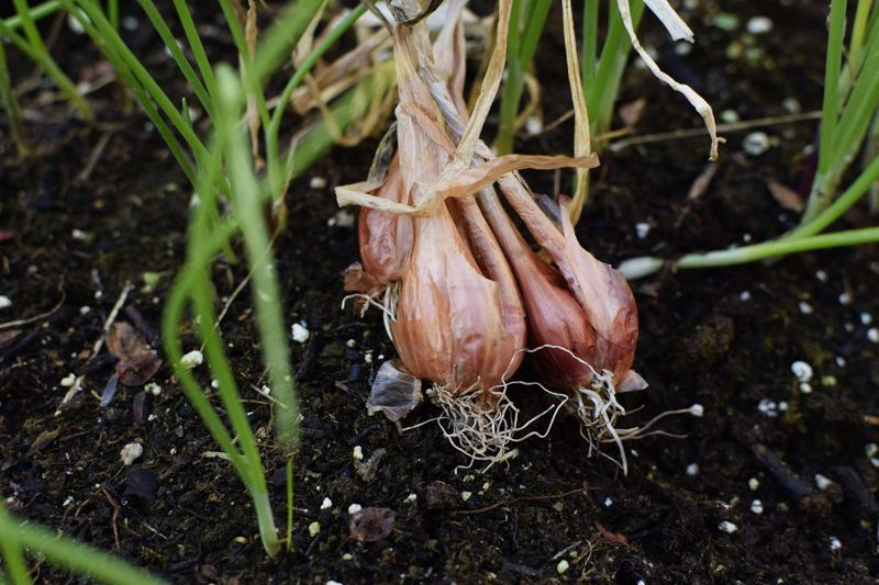 Fall planting may bring an earlier harvest, not larger bulbs