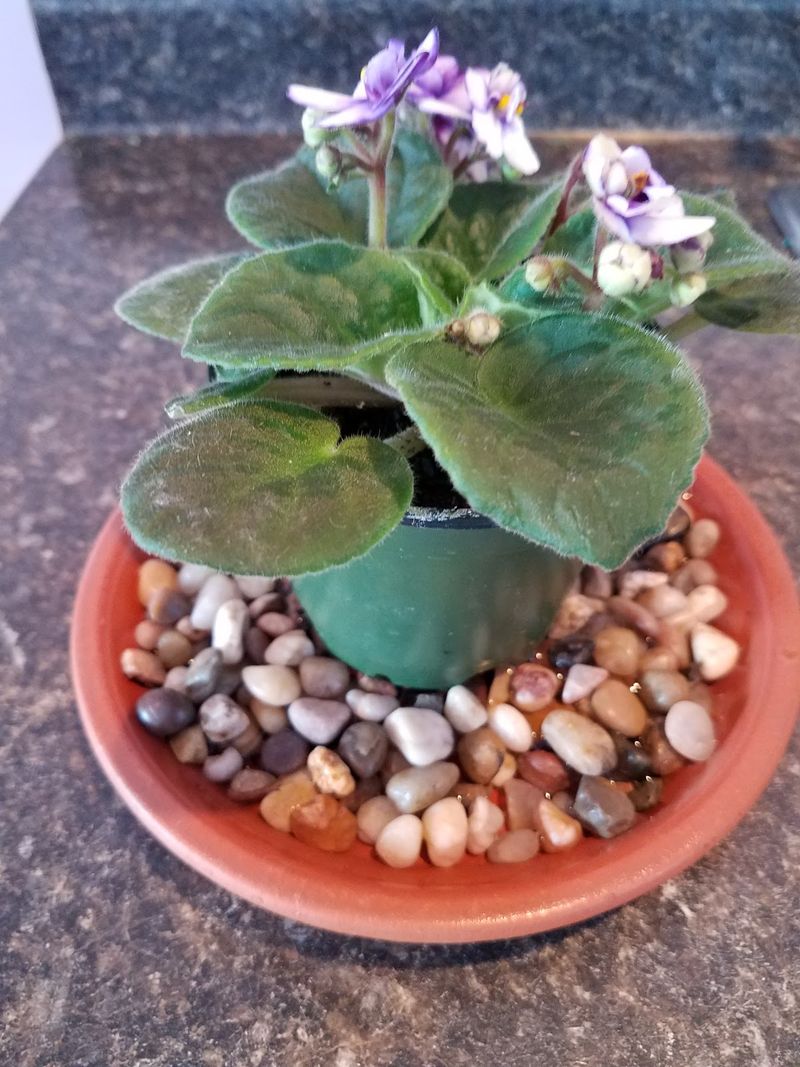 Boost Humidity With a Pebble Tray