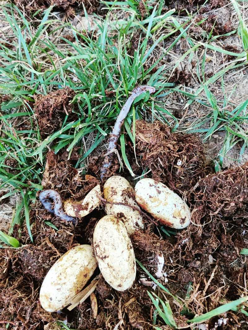 Leathery Eggs