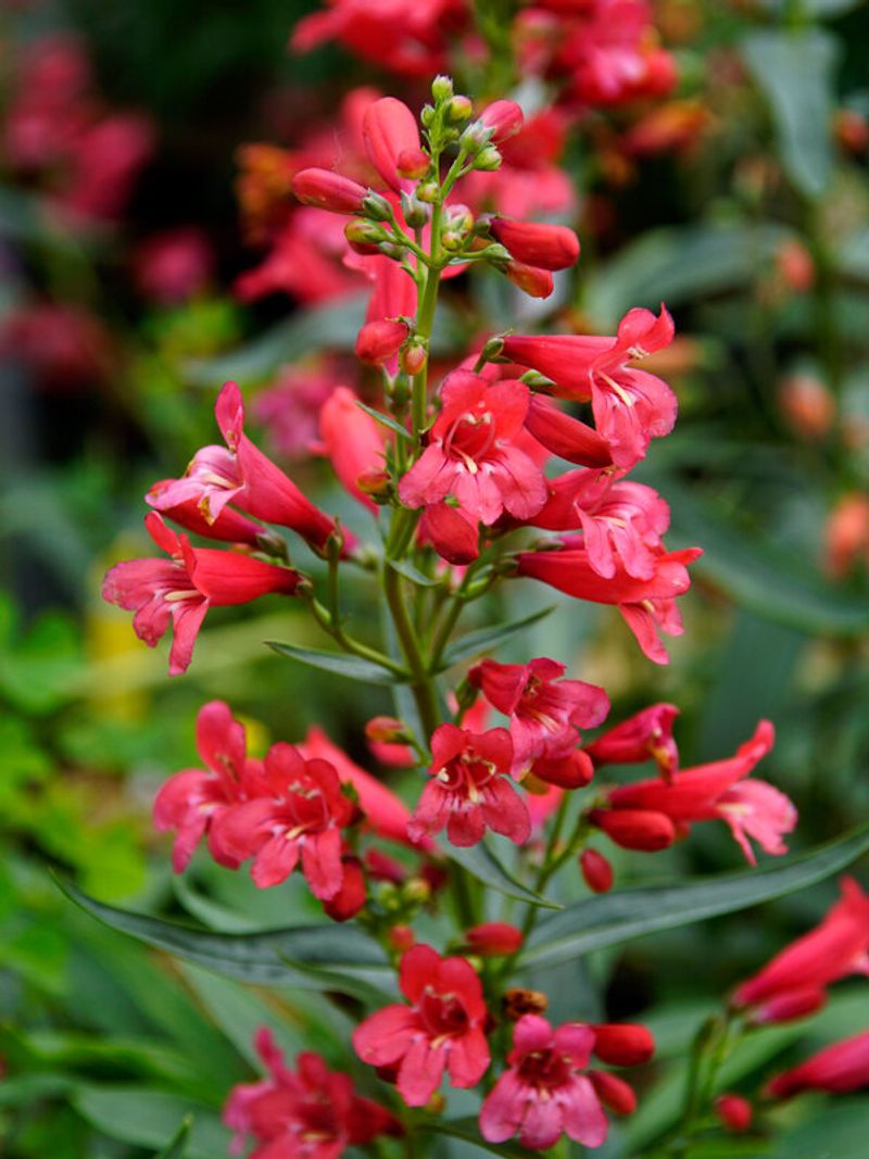 Penstemon (Beard Tongue)