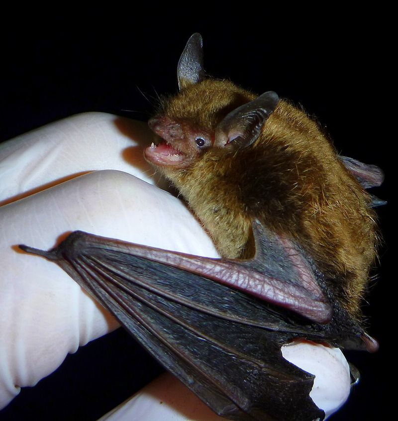Field studies confirm that some bats eat mosquitoes