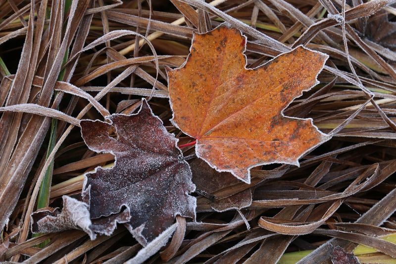Plant backward from your local frost window