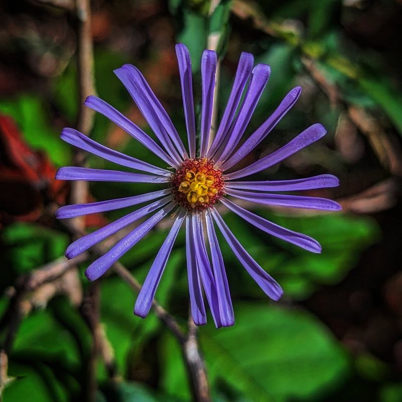 Asters (Symphyotrichum and Eurybia species)