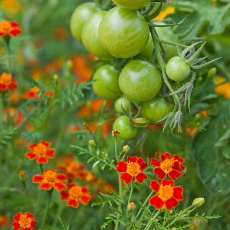 Incorporate Deer-Resistant Companion Plants