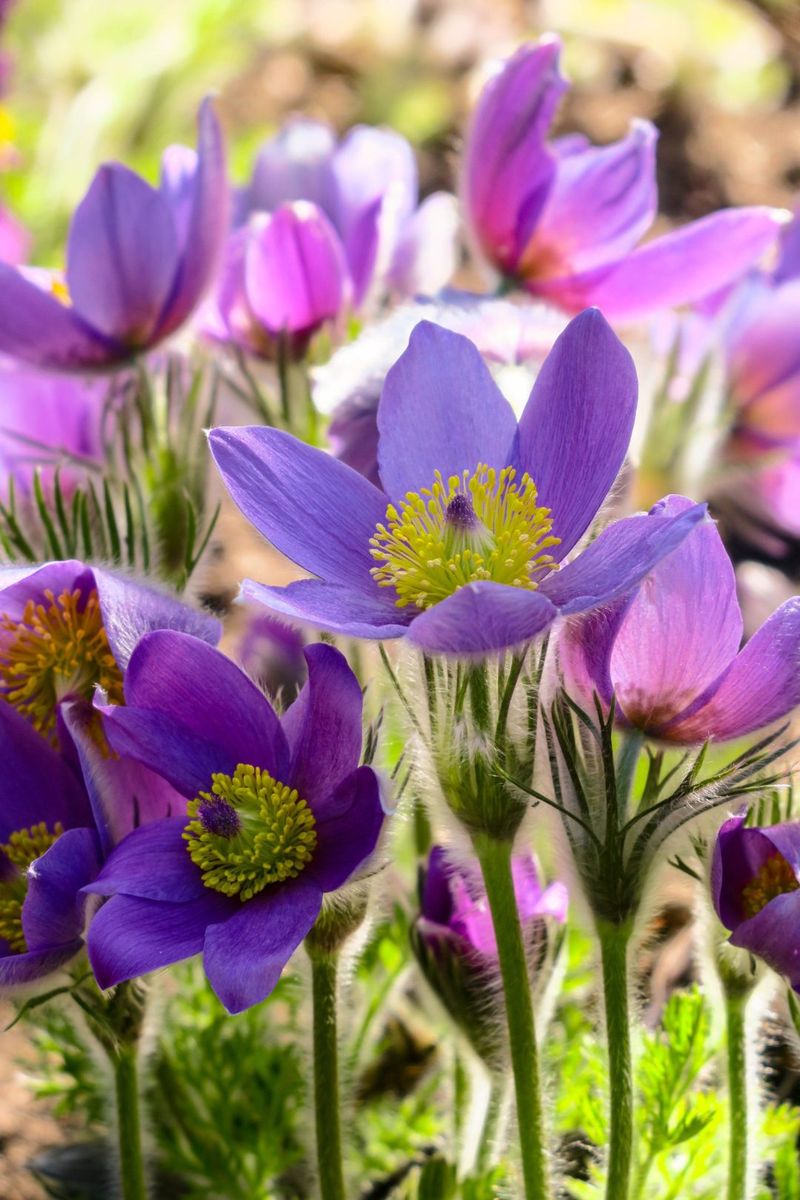 Pasque Flower (Pulsatilla vulgaris)