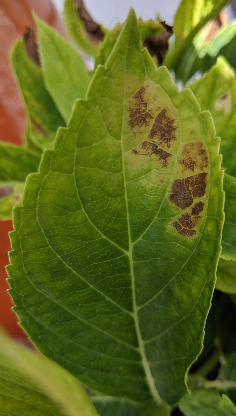 Read the Leaves as an Early Warning System