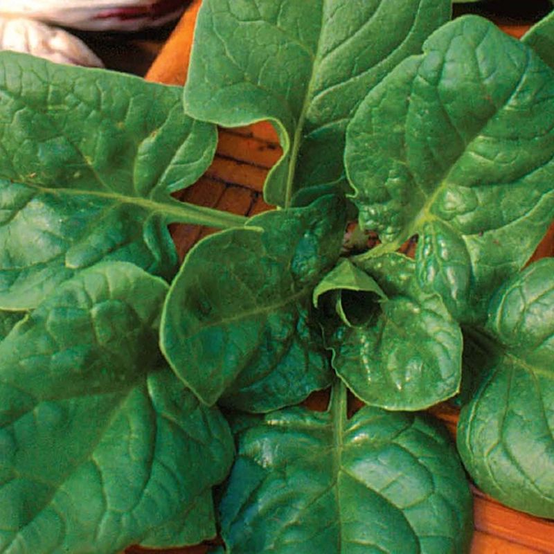 Spinach (Never Soak)