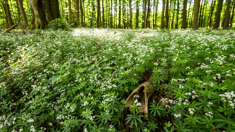 How groundcover can suppress weeds