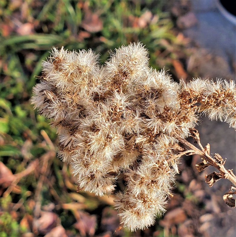 Goldenrod