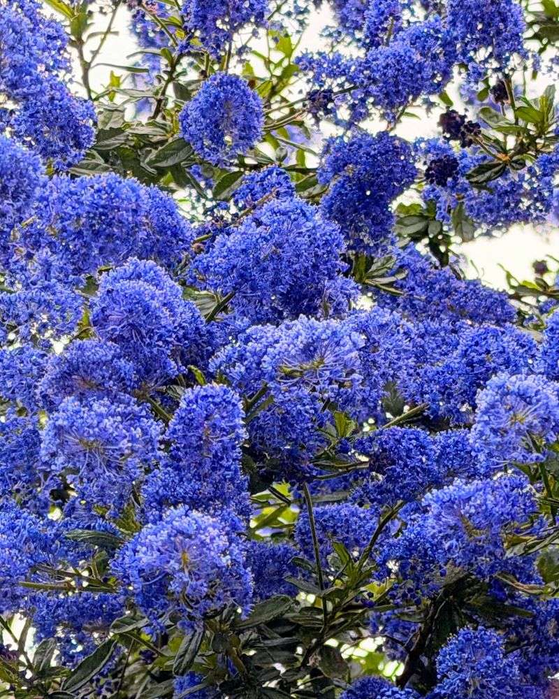 Blueblossom Ceanothus Adds Native Color To Sunny Driveways