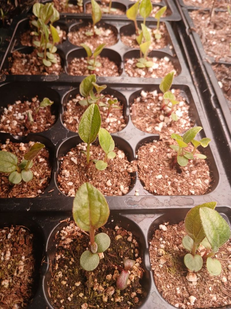 Saved seed can start plants, but not promise next-year blooms