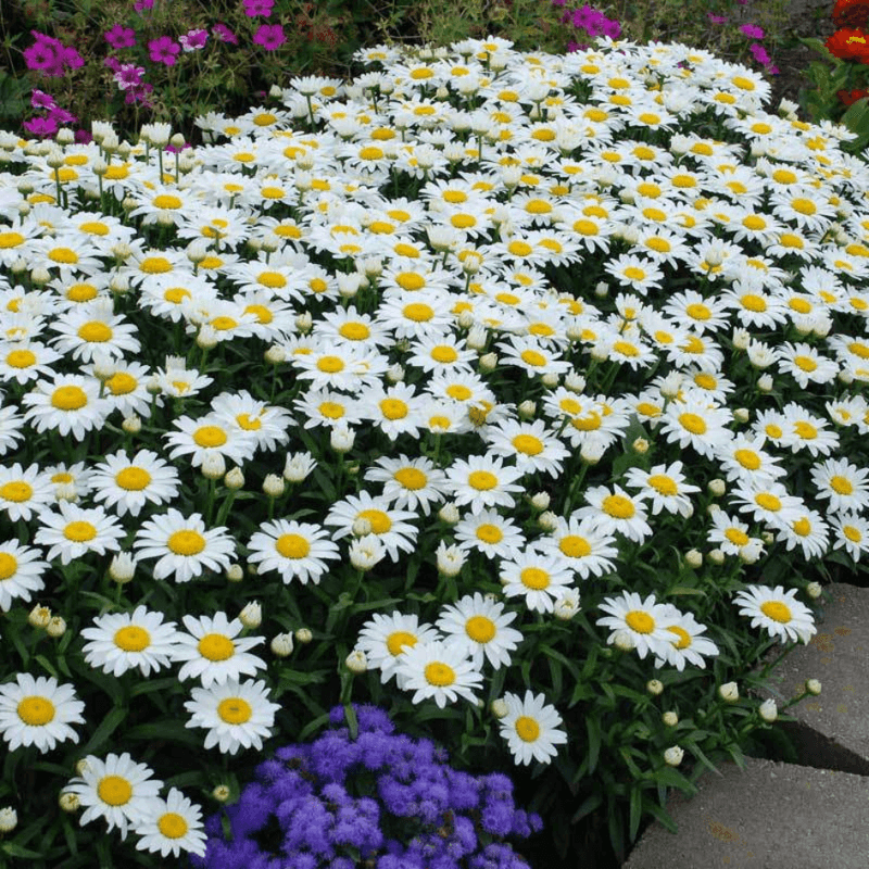 Shasta Daisy (Leucanthemum x superbum)