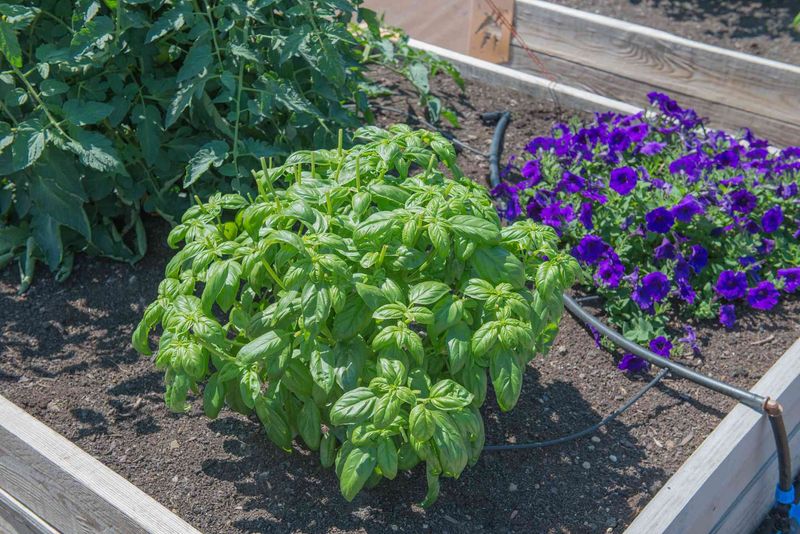 Basil needs reliable moisture without a soggy root zone