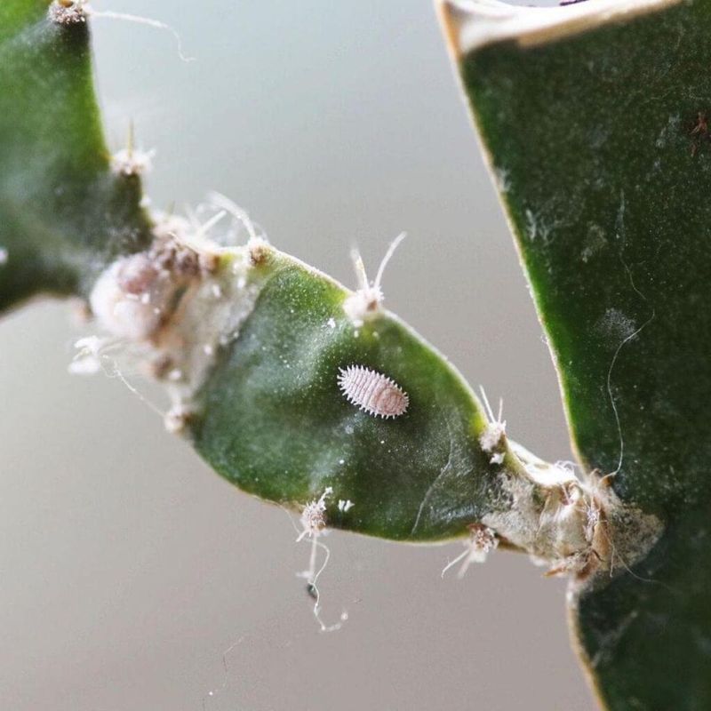 Check for Hidden Sap-Sucking Pests