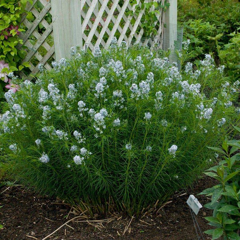 Arkansas Blue Star (Amsonia hubrichtii)