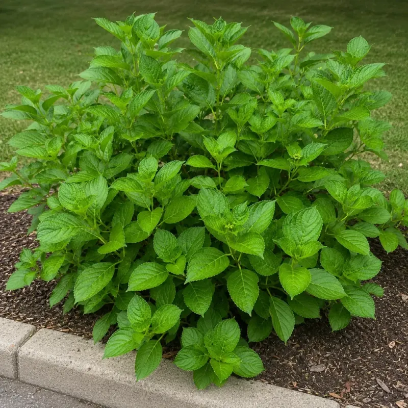 Excess Nitrogen Can Favor Leaves Over Flowers