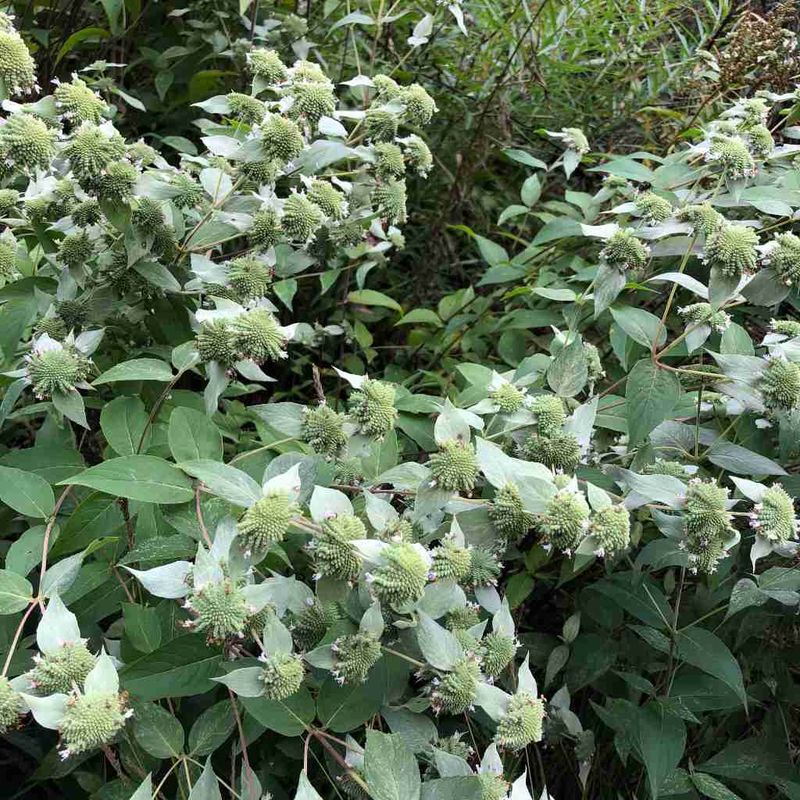 Why blunt mountain mint earns a close look
