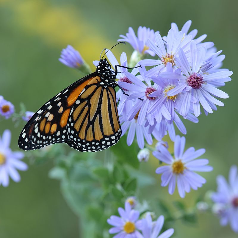 Aster (Symphyotrichum spp.)