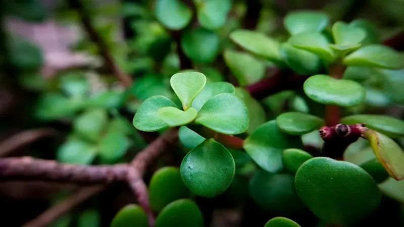 Give the plant time to show whether the changes helped