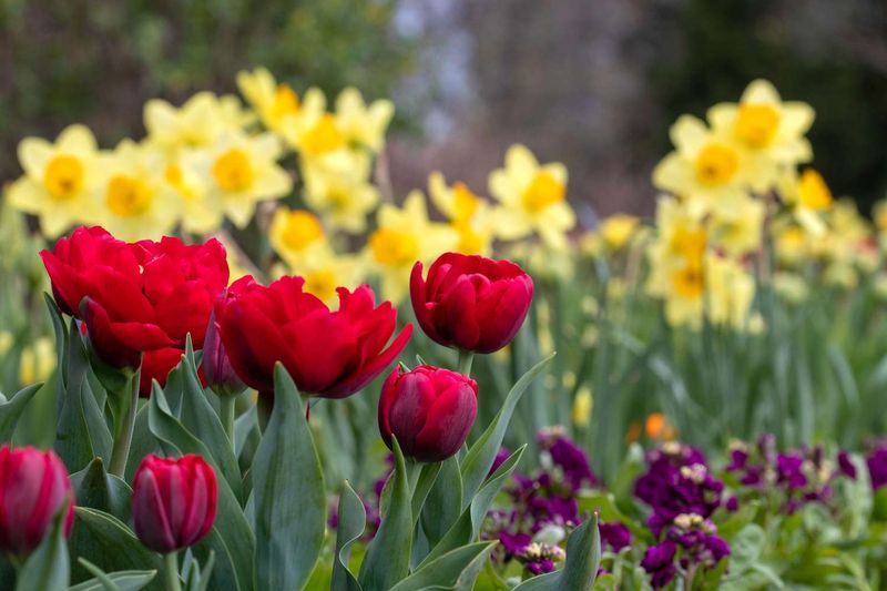 Plant Spring Bulbs and Hardy Perennials