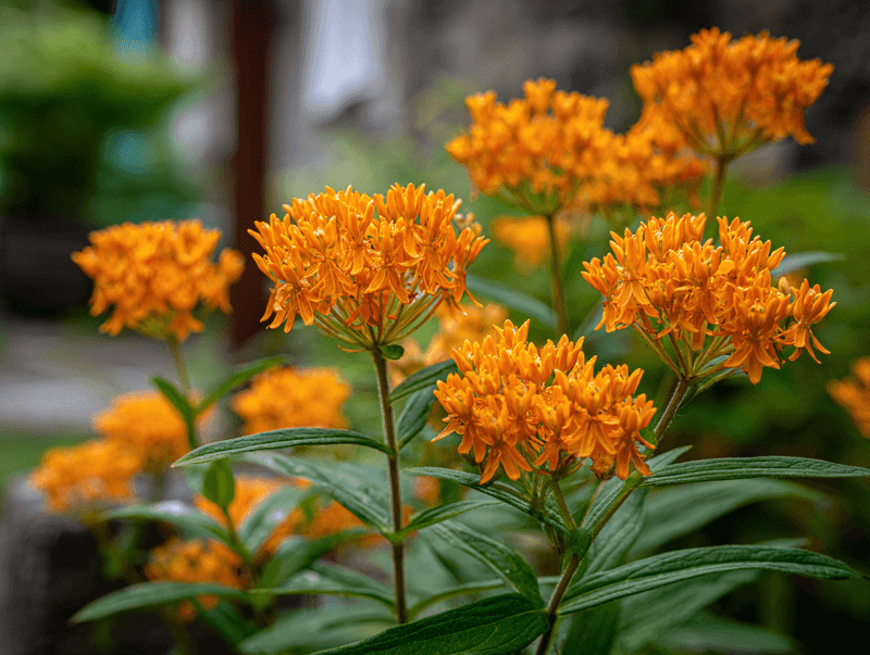 Butterfly Weed (Asclepias tuberosa)