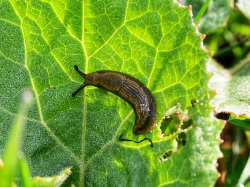 Hunt Down Slugs And Snails On New Shoots