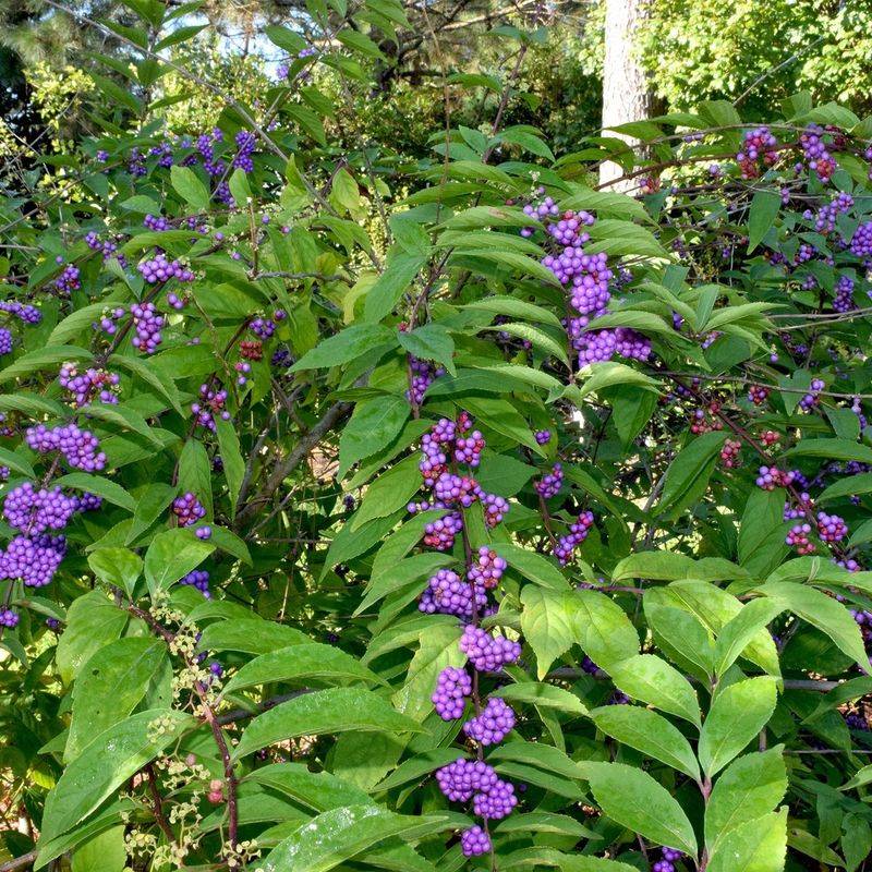 A living shrub is not a tested tick fence