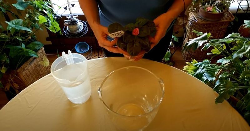 Water Your Plant in Advance