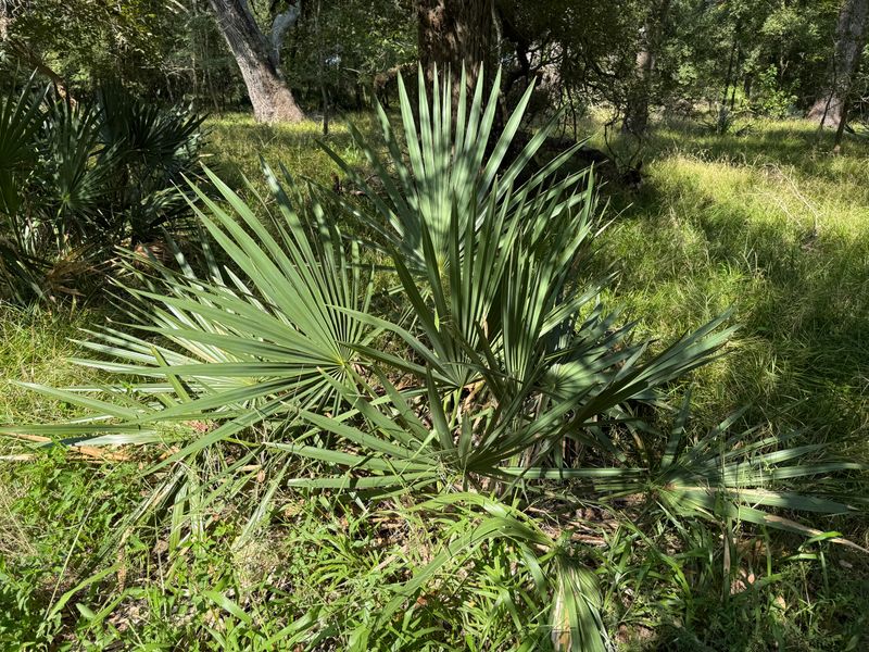 Dwarf Palmetto (Sabal minor)
