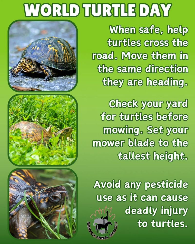Trusting a Turtle-Safe Blade Height