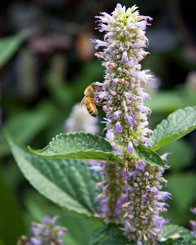 Agastache (Anise Hyssop)