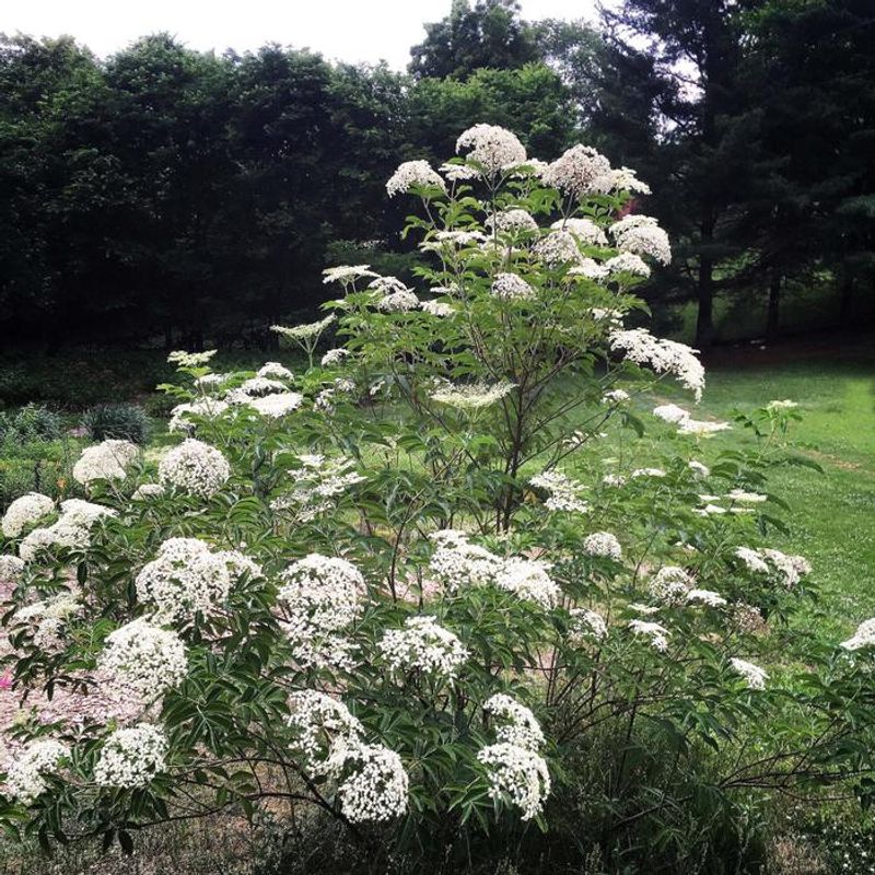 Elderberry (Sambucus canadensis)