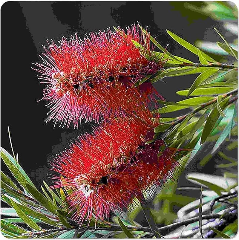 Bottlebrush (Callistemon)