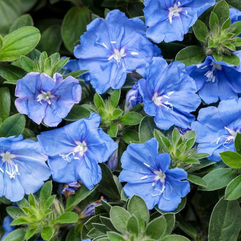 Evolvulus 'Blue My Mind'