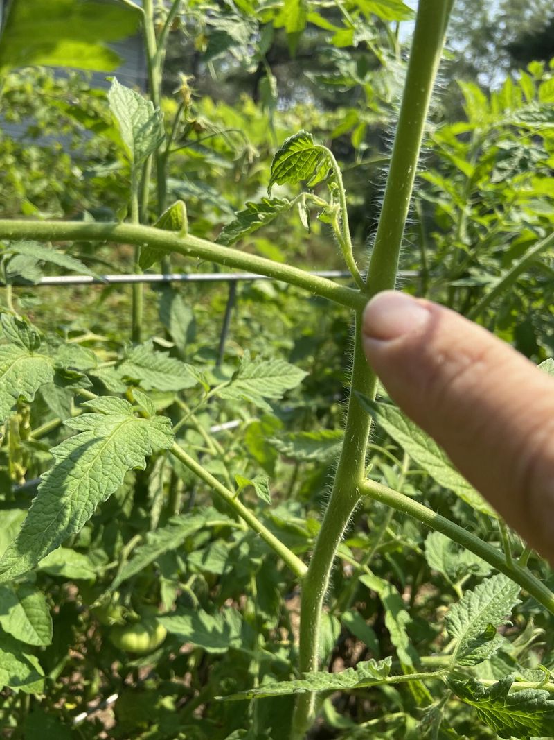 Pruning Wet Plants