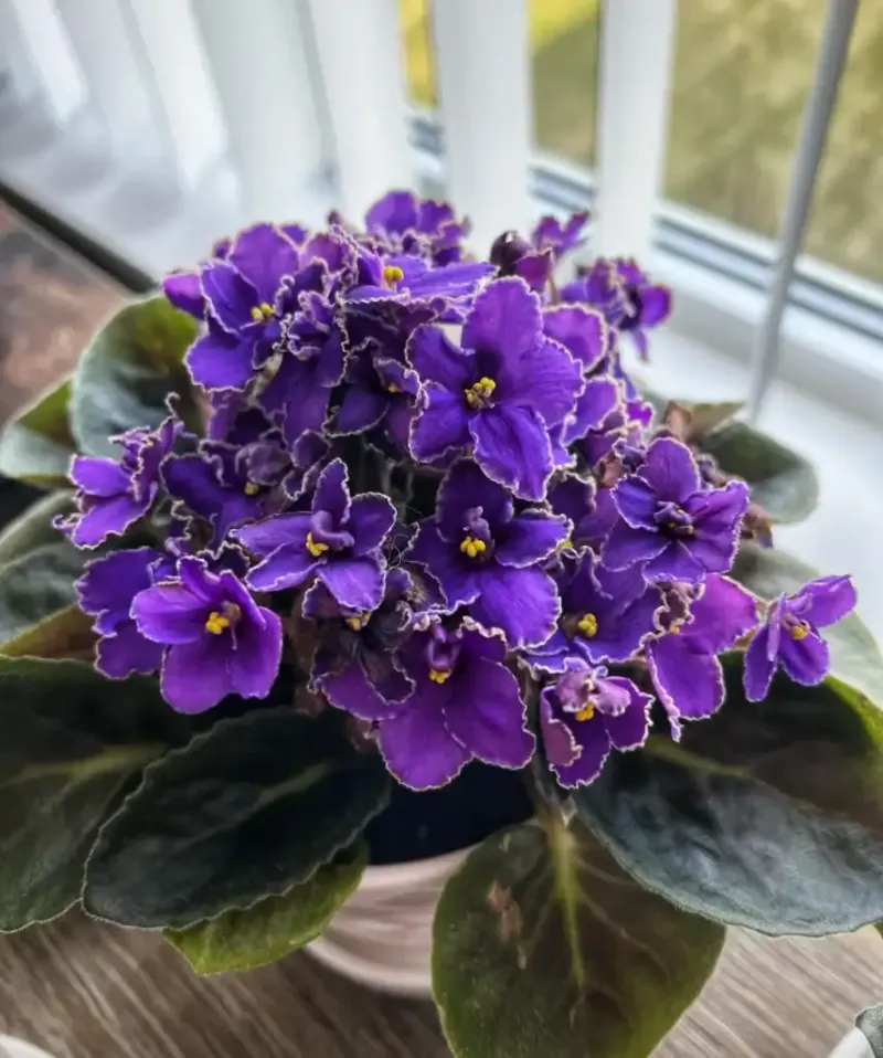 Ignoring the Shorter, Weaker Winter Light