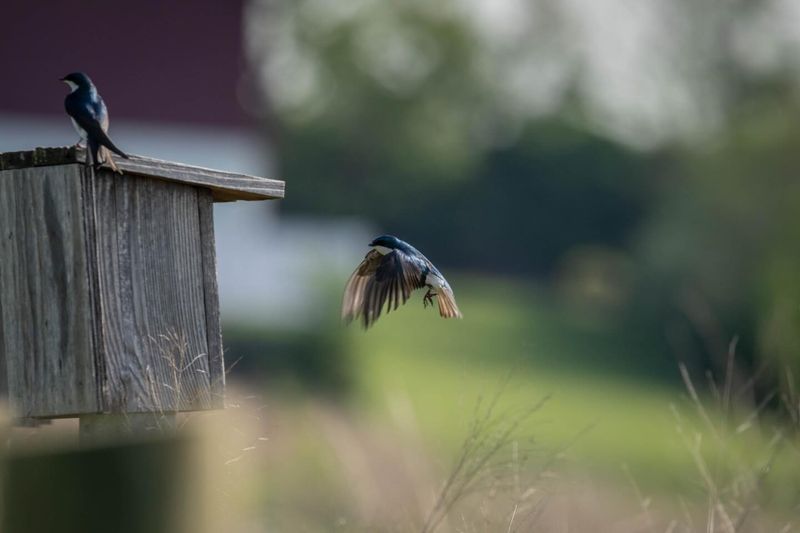 A busy yard is a clue, not a health report