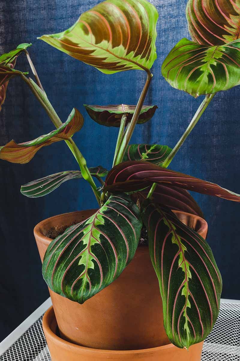 Scientists have not settled why leaves fold
