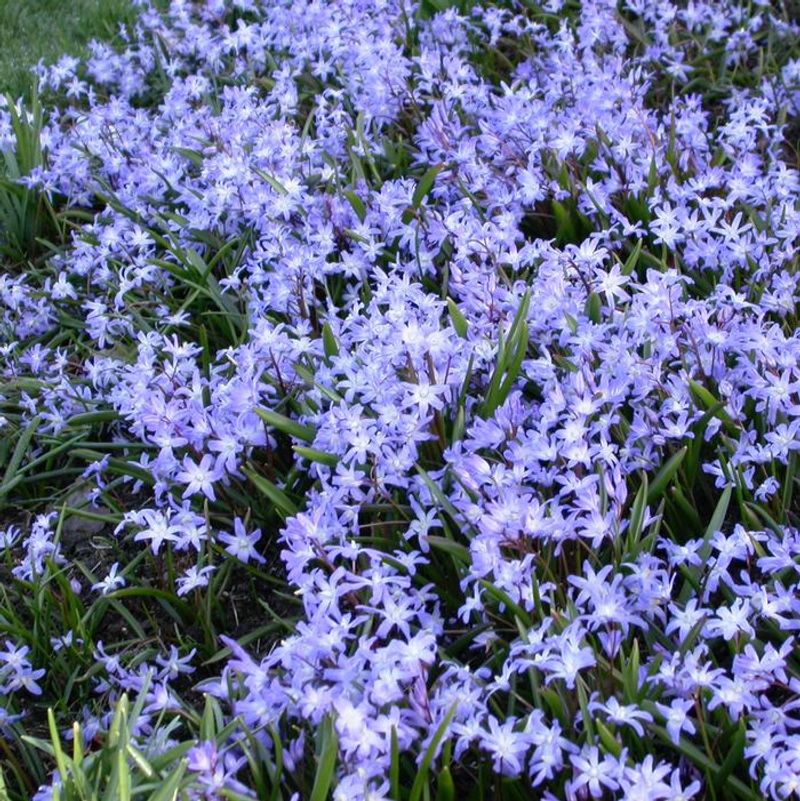 Scilla and Chionodoxa
