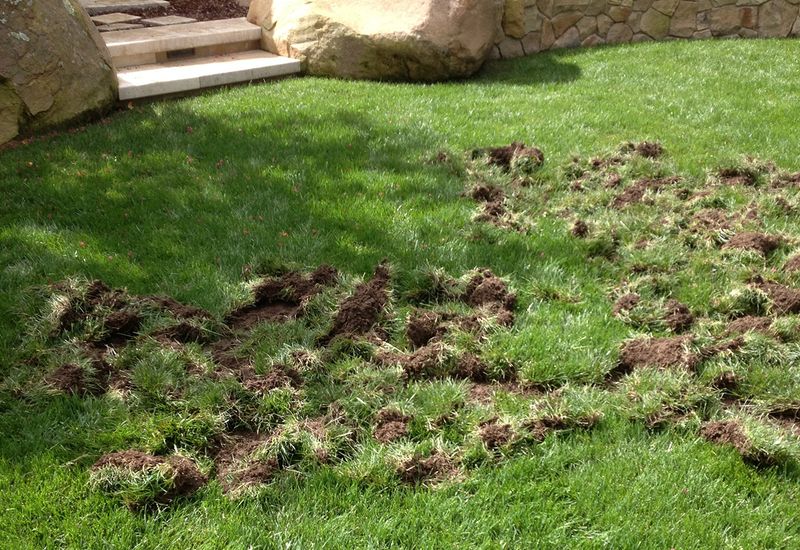Grub control may not stop the digging