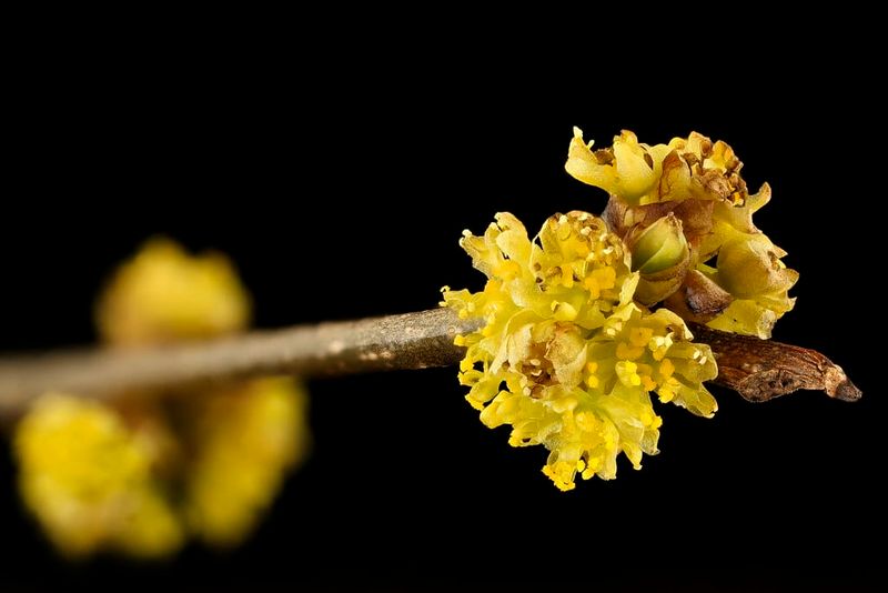 Spicebush (Lindera benzoin)