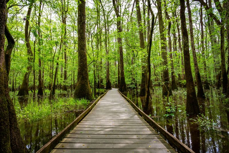 The Elevated Boardwalk Trail That Floats Above The Swamp
