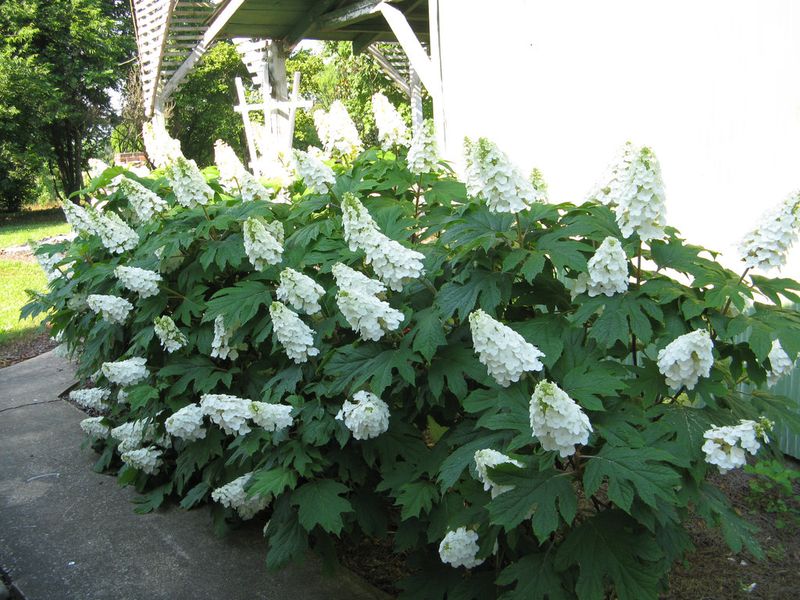 Plant Heat-Tolerant Varieties