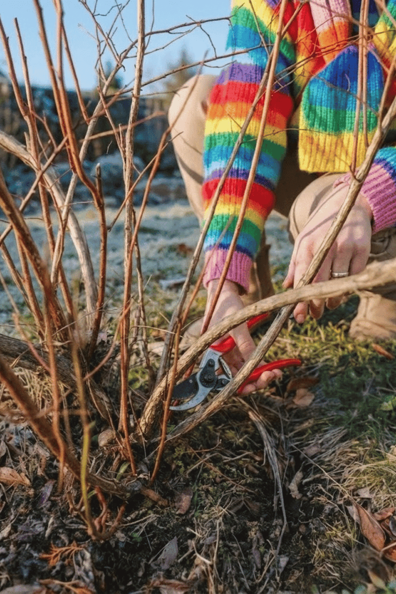 Renew old canes and keep the strongest fruiting wood
