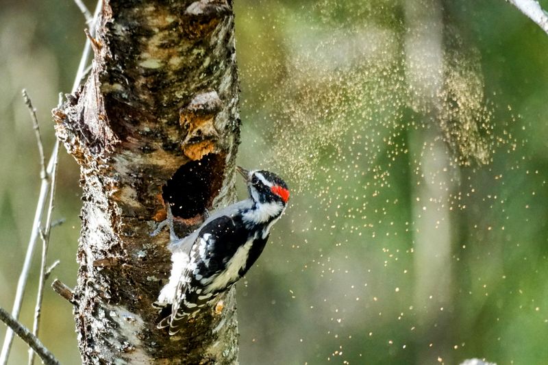 Woodpeckers